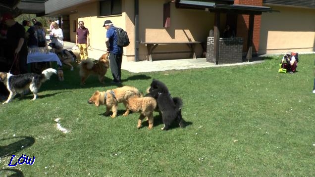 21.4.2018 - Malefinkbachtal-Hunde: Lilli, Greta und ich